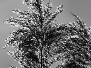 Schilf im Gegenlicht