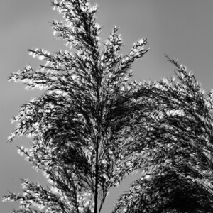 schilf-im-gegenlicht