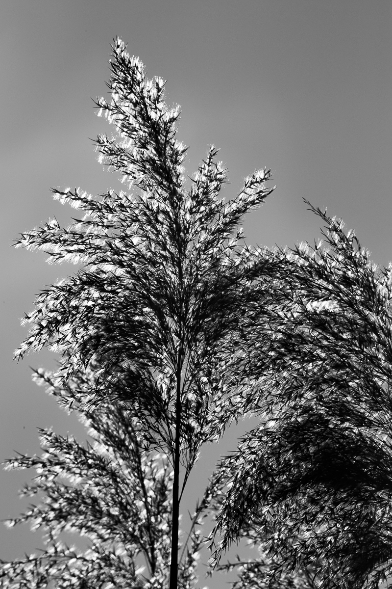 schilf-im-gegenlicht